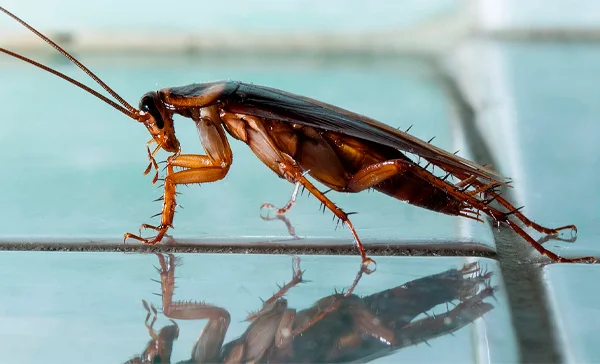 FAQ - Perguntas Frequentes sobre Dedetização de Baratas em Peruíbe - Combate Ambiental