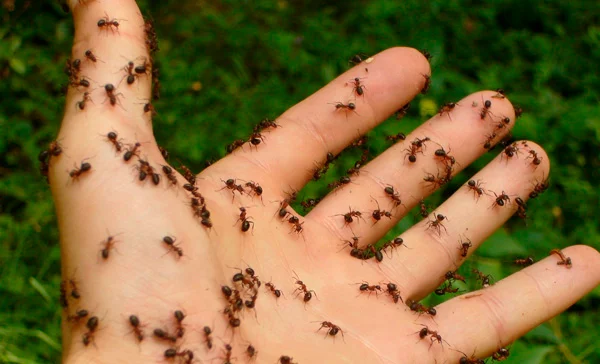 Quanto Custa a Dedetização de Formiga no Guarujá? - Combate Ambiental