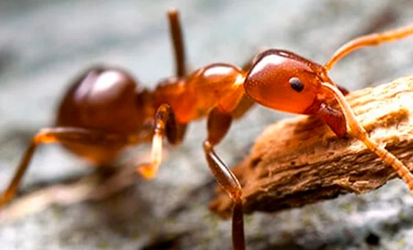 Estudo de Caso: Dedetização em um Condomínio em Peruíbe - Combate Ambiental