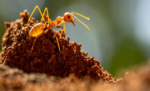 Perguntas Frequentes (FAQ) - Combate Ambiental