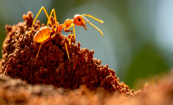 Quanto Custa a Dedetização de Formiga em Peruíbe? - Combate Ambiental