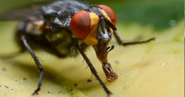 Quanto Custa a Dedetização de Mosca no Guarujá? - Combate Ambiental