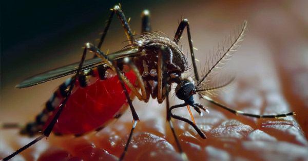 FAQ - Perguntas Frequentes sobre Dedetização de Mosquito em Mongaguá - Combate Ambiental