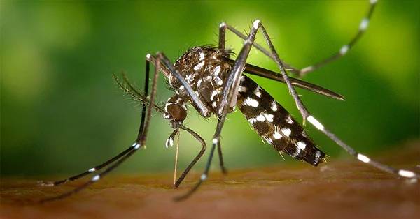 Qual o custo da dedetização de mosquitos em Itanhaém? - Combate Ambiental