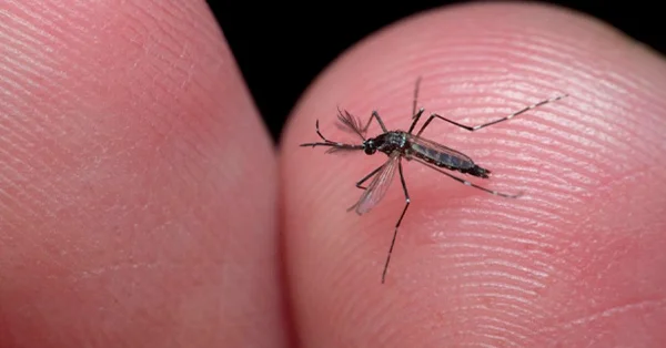 Prevenção de Infestações de Mosquitos em Santos - Combate Ambiental