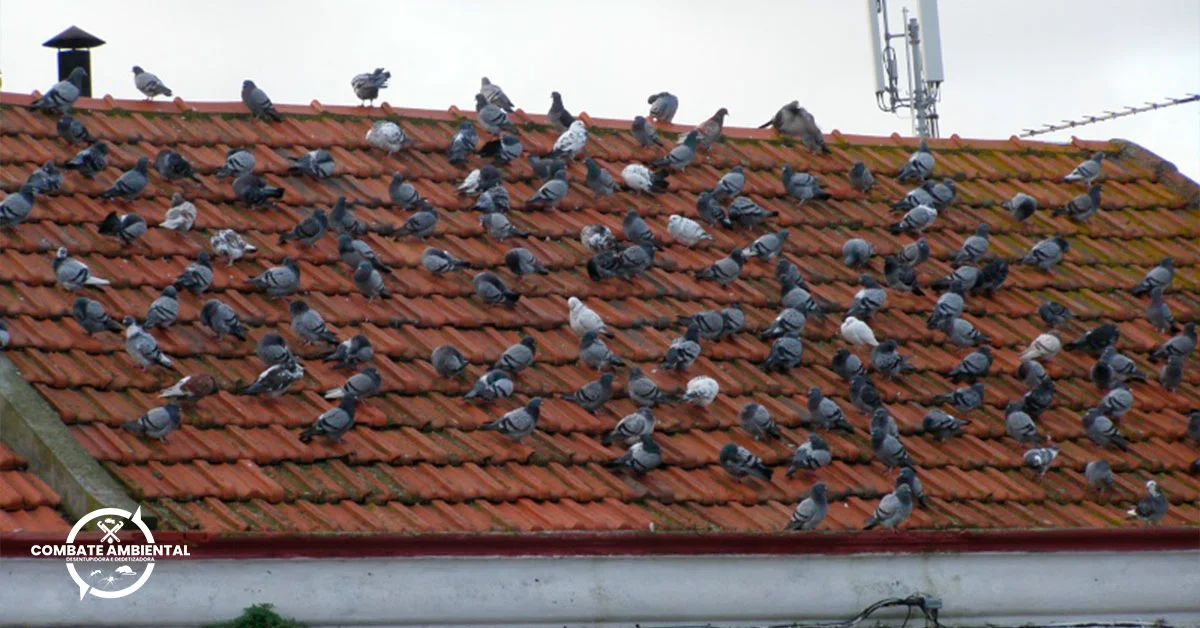 Estudo de Caso: Controle de Pombo no Bairro Parque São Vicente - Combate Ambiental