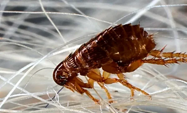 Estudo de caso: dedetização em um condomínio na Praia das Astúrias - Combate Ambiental