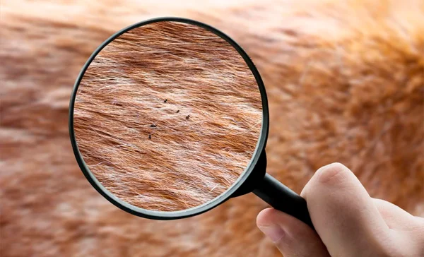 FAQ - Perguntas Frequentes - Combate Ambiental