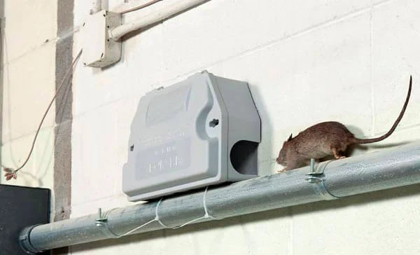 FAQ - Perguntas Frequentes sobre Dedetização de Rato em Mongaguá - Combate Ambiental