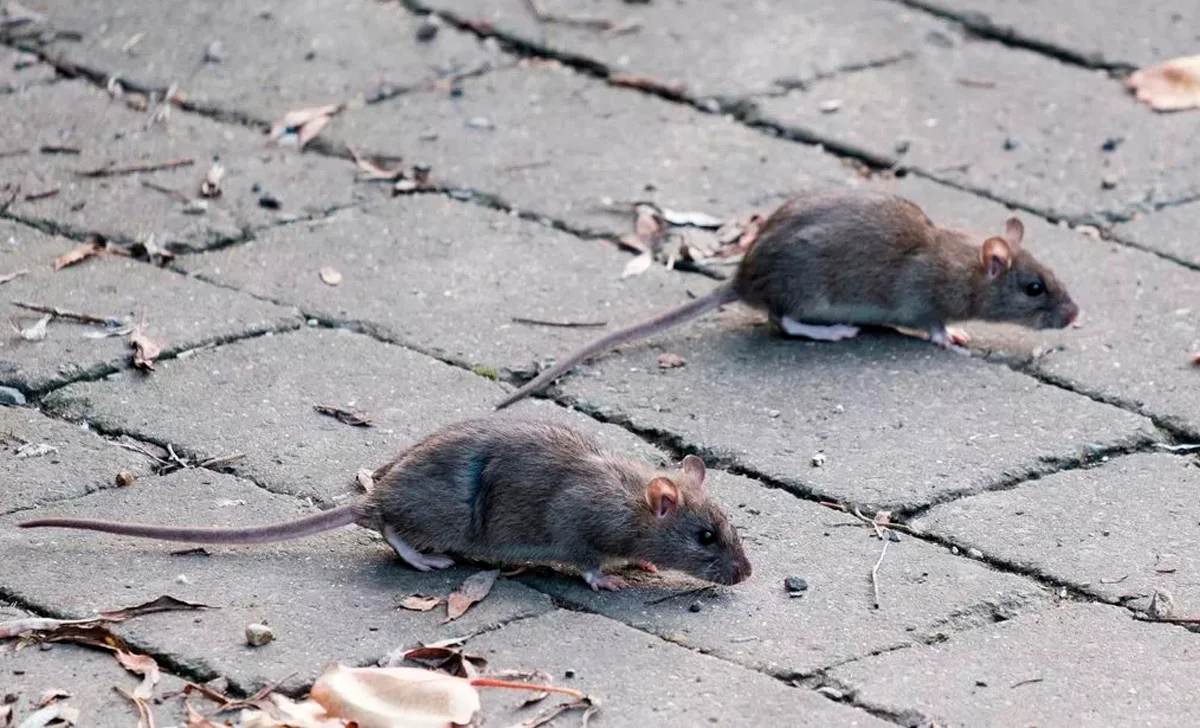Como identificar uma infestação de ratos em Itanhaém - Combate Ambiental