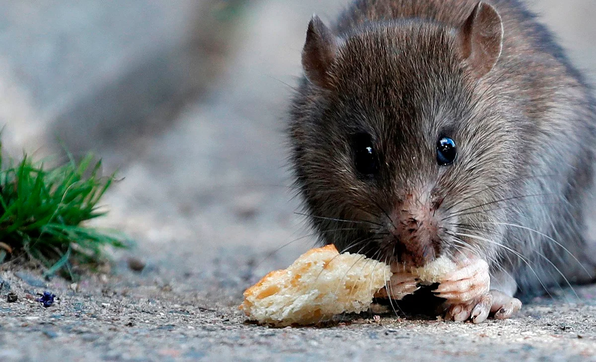 Perguntas Frequentes sobre Dedetização de Rato em Santos - Combate Ambiental